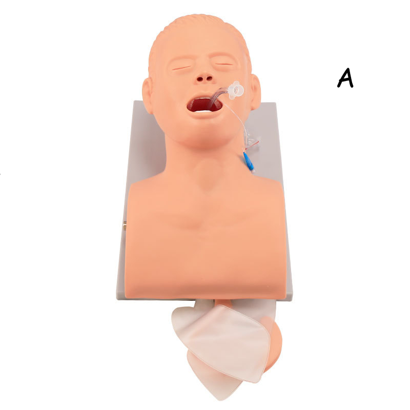 Medical Lab Management - PVC volwassen intubatie oefenpop onderwijsmodel, luchtweg