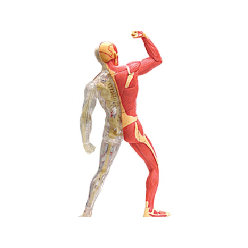 4D Master Menselijk Spier Skel - Medical Lab Technology recensie en prijs