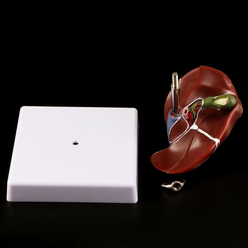Human Lever Pathologische Anat - Medical Lab Technology recensie en prijs