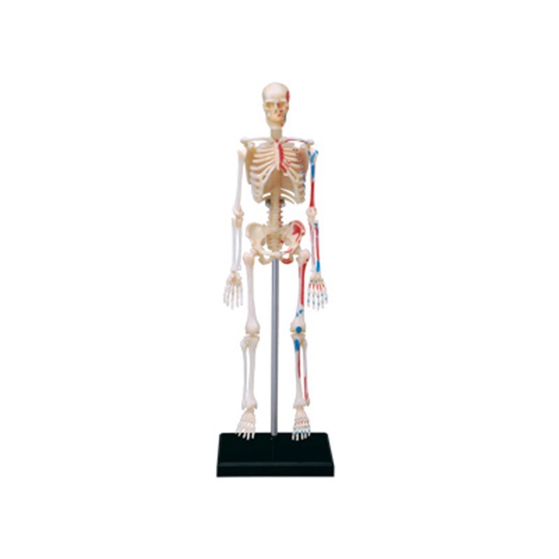 4D Menselijk Volledig Skelet A - Medical Lab Technology recensie en prijs