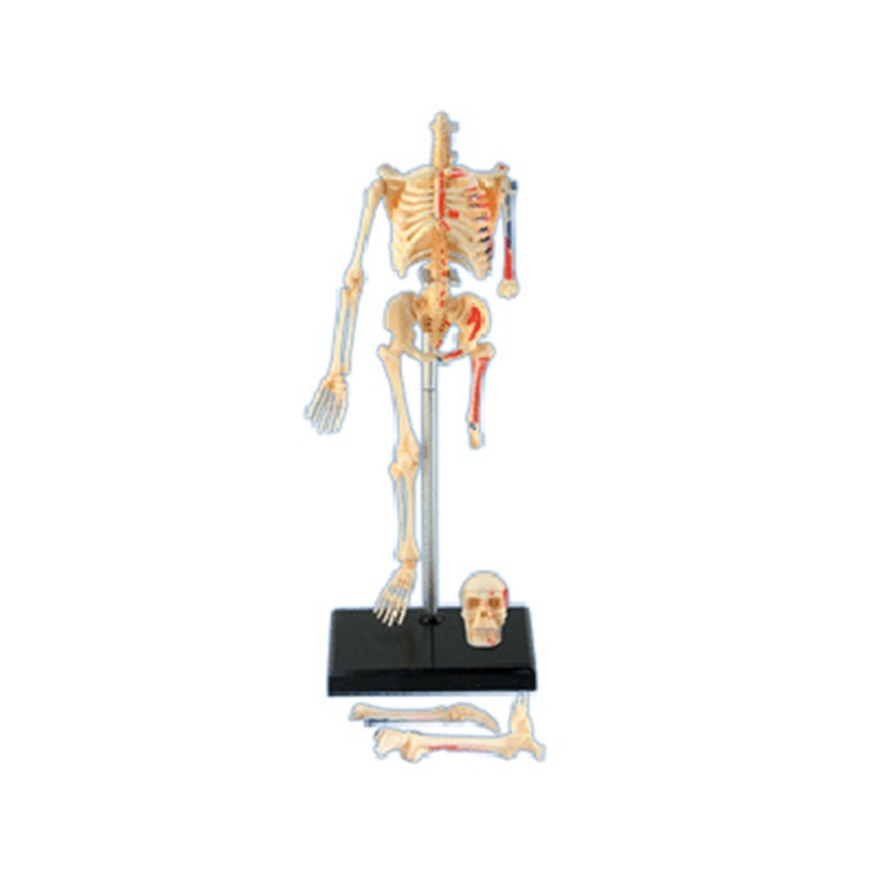 4D Menselijk Volledig Skelet A - Medical Lab Technology recensie en prijs