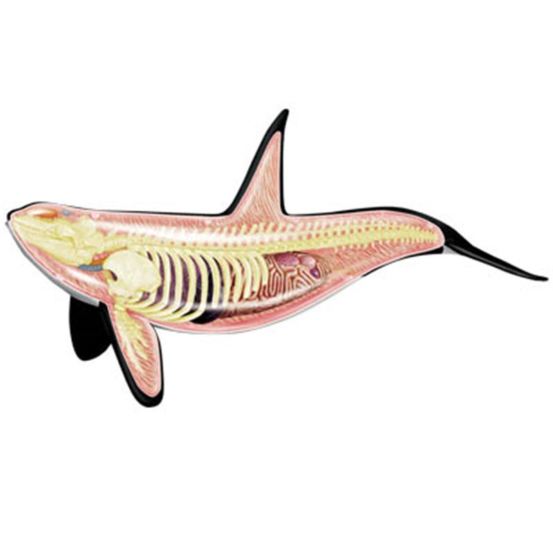 4D Vision Orca Walvis Skelet A - Medical Lab Technology recensie en prijs